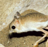 Rodent
