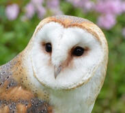 Barn Owl