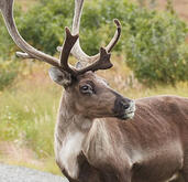 Caribou